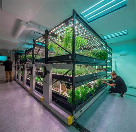 Is Vertical Farming The Future Of Your Salad Hydroponic Farming