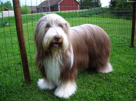 Bearded Collie Puppies Rescue Pictures Information Temperament
