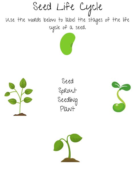 Life Cycle Of Seed