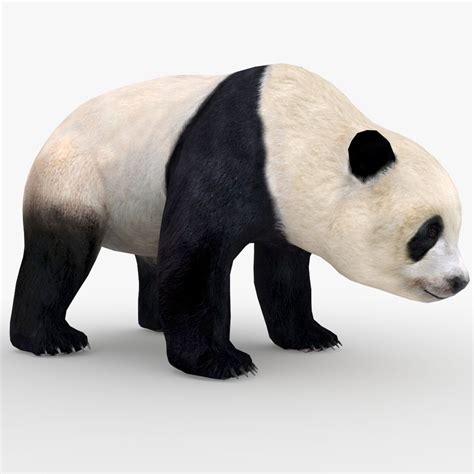 Giant Panda 3d Model 299 Ztl Max Free3d