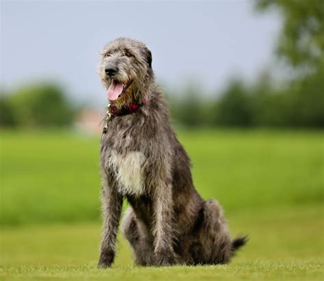 Irish Wolfhound Dog Breed Bio From Alldogboots Alldogboots Blog