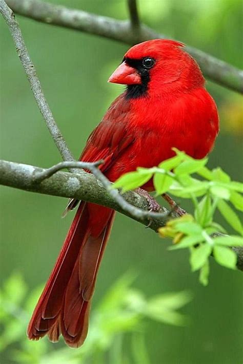 Pin By Jipsyjo On For The Love Of Birds Pinterest