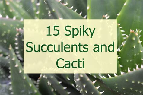 15 Spiky Succulents That Add Edge To Your Home Décor Brainy Gardener
