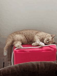 Tabby Cat Gifs Tenor