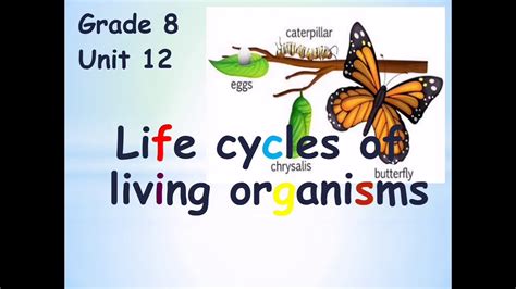 Life Cycles Of Living Organisms Youtube