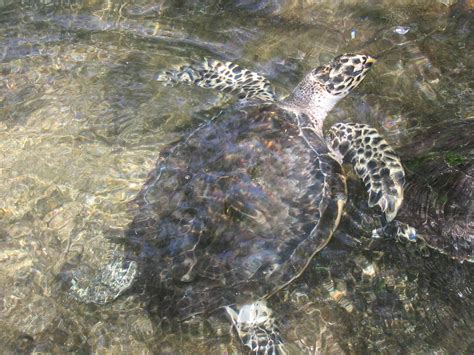 Turtle In Fiji Free Photo Download Freeimages