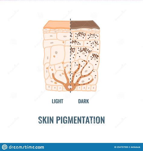 Human Skin Tone Pigmentation Diversity Infographic Diagram Stock Vector