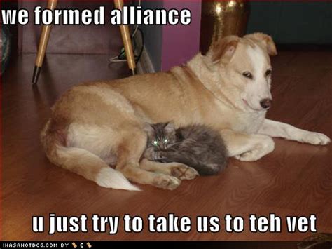 Latest Funny Pictures Funny Dogs And Cats Together