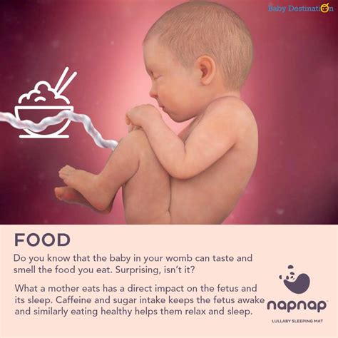 How Do Babies Eat Food In The Womb Baby Viewer