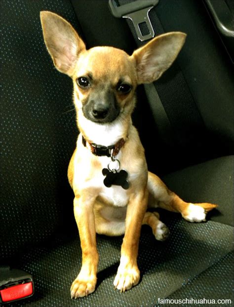 Isabel The Baby Chihuahua With Ears You Wont Forget Famous Chihuahua