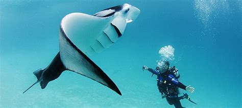 The Best Manta Ray Dive Locations In The World The Adventurerr