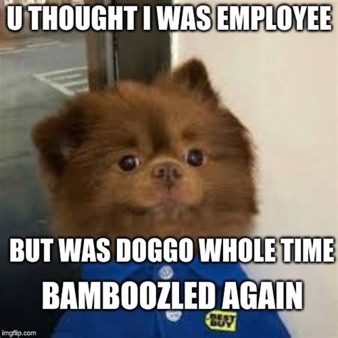 Image Tagged In Bamboozled Doggo Imgflip