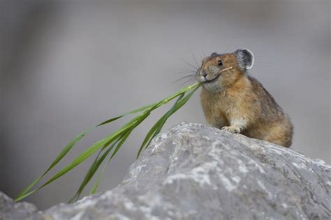 Pika Photos The 15 Cutest Endangered Animals In The World