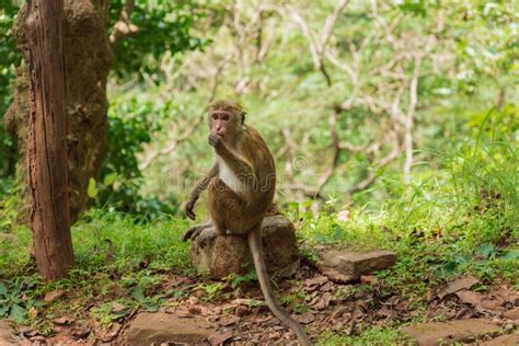 Macaque Monkey In Jungle Stock Image Image Of Ceylon 116122285