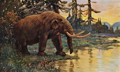 Climate Change Drove Mastodons To Brink Of Extinction Humans Pushed