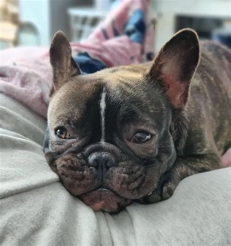 How To Recognize Treat And Manage French Bulldog Eye Problems French