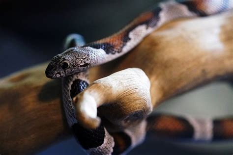 Do Snakes Like Being Pet And How To Care For Your Pet Snake Petvblog