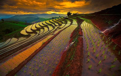 Hd Wallpaper Rice Terraces Landscape Photography Of Rice Terraces