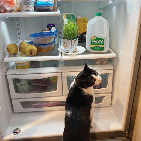 Foods Cats Eat From The Fridge 8 Items Your Pet Would Love