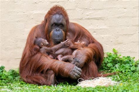 Uk Zoo Sees Second Orangutan Birth In Two Weeks
