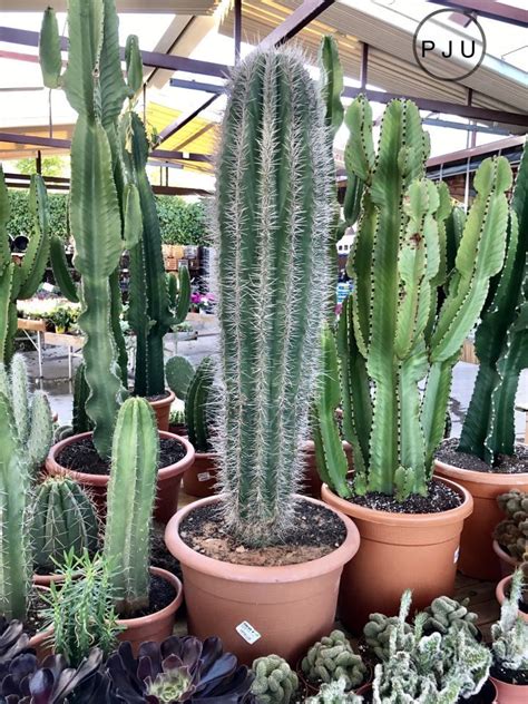 Use the download button below or simple online reader. Cactus | Suculentas, Mini jardín de cactus y Jardinería en ...