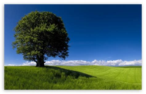 Summer Landscape Nature 4k Hd Desktop Wallpaper For 4k