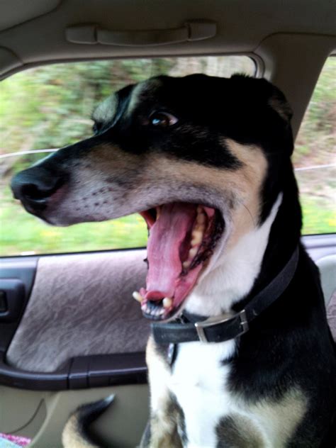 14 Cute Dogs Who Really Enjoy Riding in The Car14 Cute Dogs Who Really ...