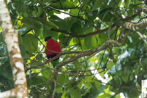 Project Manumanu Vuka Photos Of All Birds Of Fiji Livingdreamstv