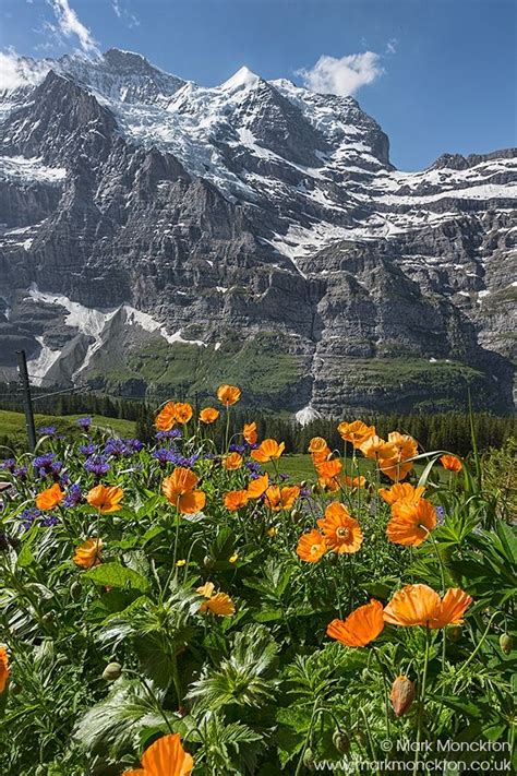 Switzerland Flowers Wild Flowers Beautiful Landscapes Beautiful Nature