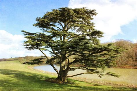 Growing The Cedar Of Lebanon Tree