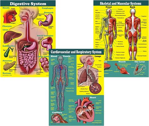 Carson Dellosa Mark Twain The Human Body Bulletin Board Set