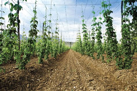 Cutting Edge Crops Try Your Hand At Growing Hops Hobby Farms