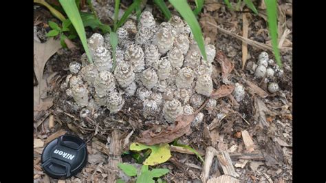 Identify This Mysterious Iowa Mushroom Shaggy Mane