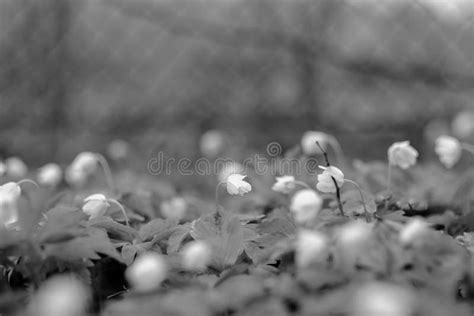 Small White Spring Flowers On Green Wet Background Surface Stock Image