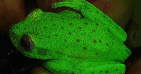 Worlds First Fluorescent Frog Discovered In South America Mirror Online