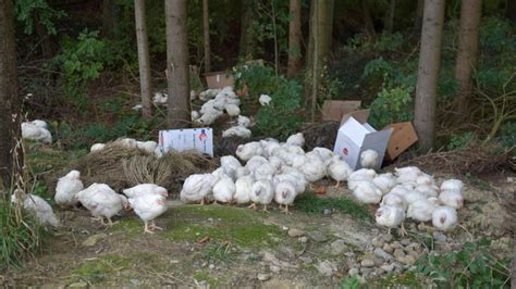 Hühner Ausgesetzt 22 Monate Haft Bedingt Fm1today