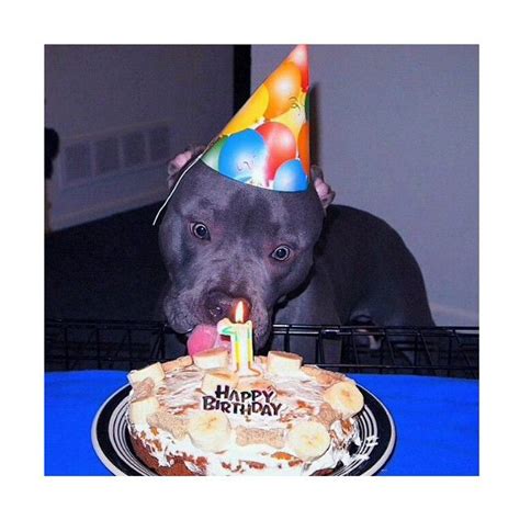 That Face Happy Birthday Puppy Pitbulls Pitbull Dog
