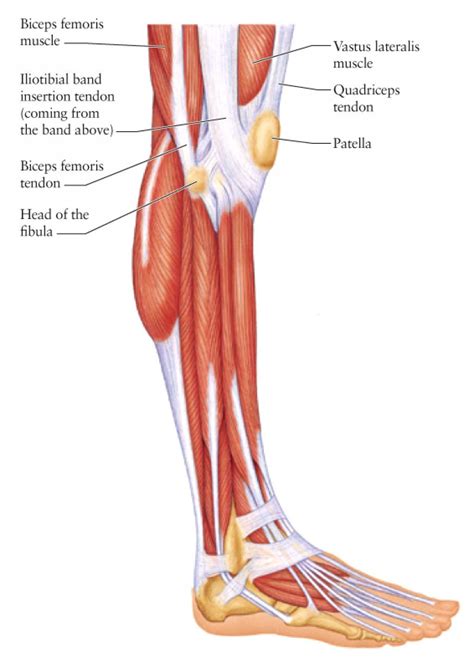 The hamstrings flex the knee joint and extend the thigh to the back side of the body. side-view-of-leg-muscles-lower-leg-muscle-anatomy-side ...