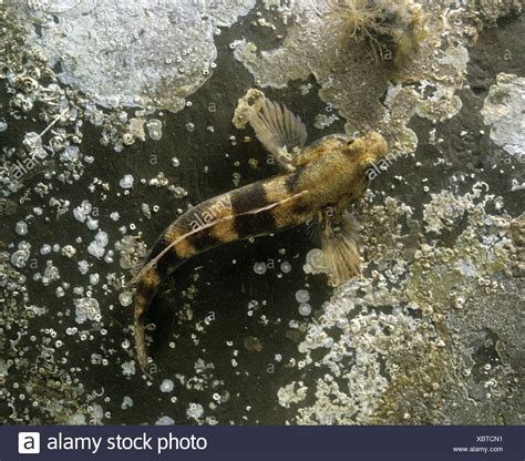Goby High Resolution Stock Photography And Images Alamy