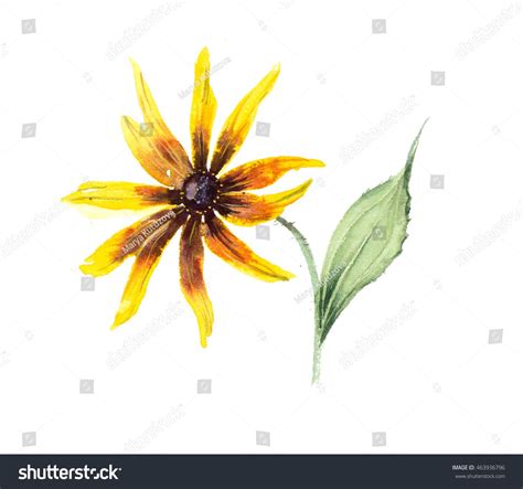 Rudbeckia Composition Yellow Chamomile Flower Backdrop Watercolor