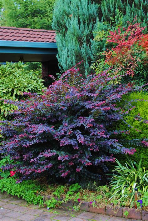 Pin On Garden Special Trees And Shrubs