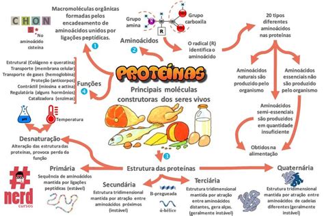 Mapa Mental Sobre As Proteínas Bioquimica Mapas Mentais Biologia