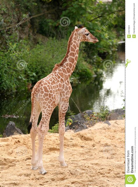 Cute Little Baby Giraffe Stock Photo Image Of Yellow