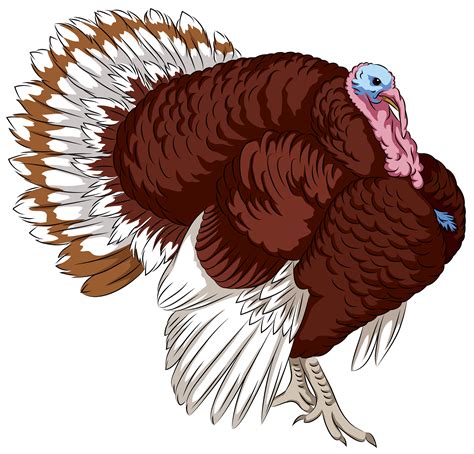 Turkey Bird Stock Illustrations Cliparts And Royalty Free Turkey Clip Art Library