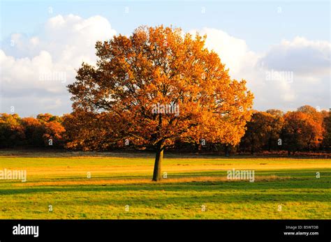 Autumn Tree Richmond Park Richmond Upon Thames Surrey Uk Stock Photo