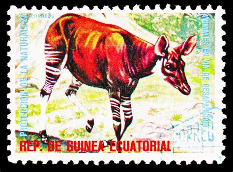 Postage Stamp Printed In Equatorial Guinea Shows Okapi Okapia Johnstoni