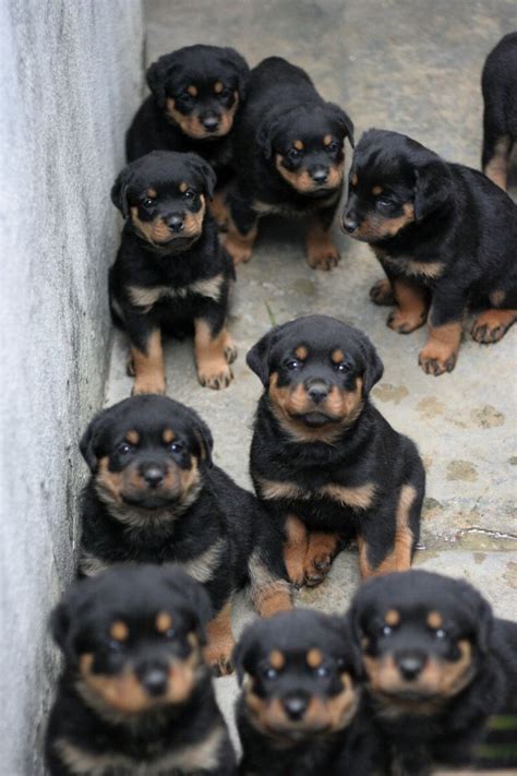 13 Reasons To Avoid Rottweilers At All Costs