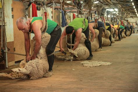 Everything Australian Blog Woolsheds And Shearing Everything Australian