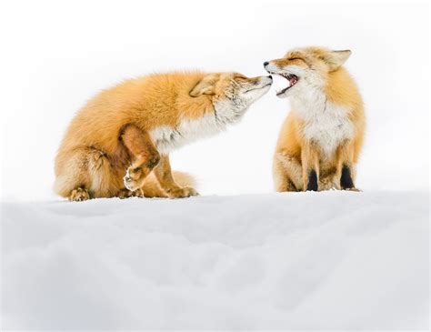 Japanese Foxes Image National Geographic Your Shot Photo Of The Day