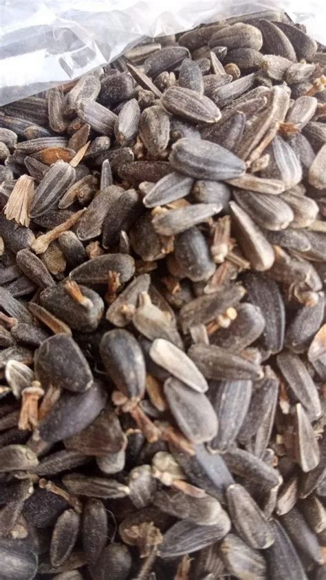 Gujrat Black Natural Sunflower Seeds For Farming Packaging Type Pp